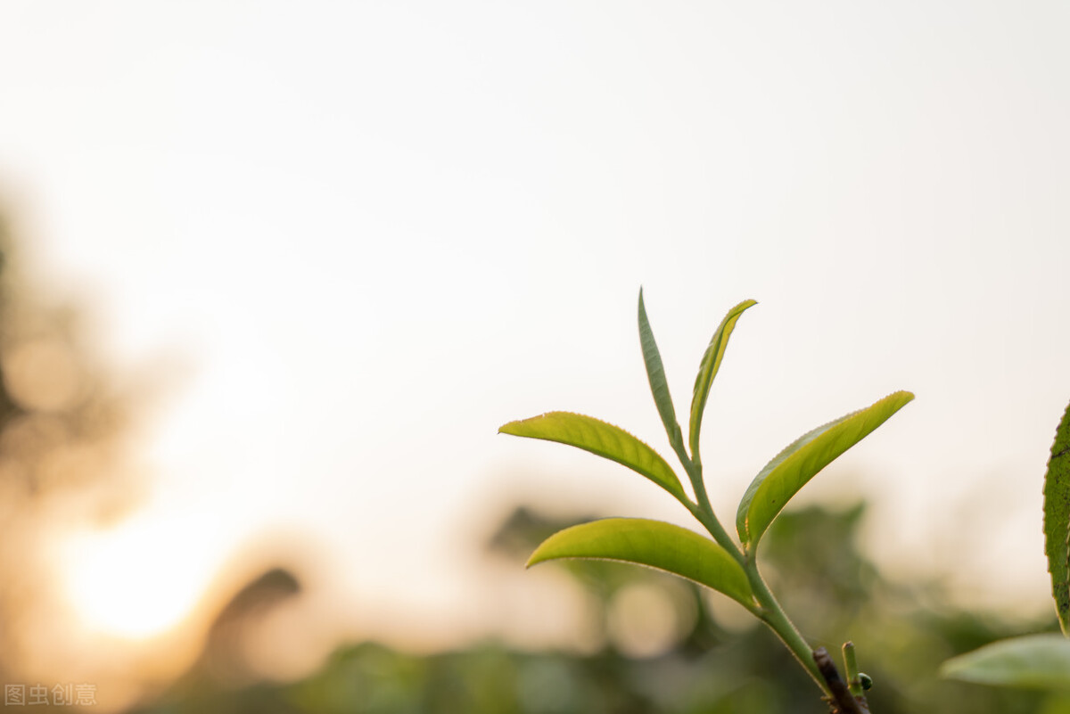 茶葉的6種分類方法